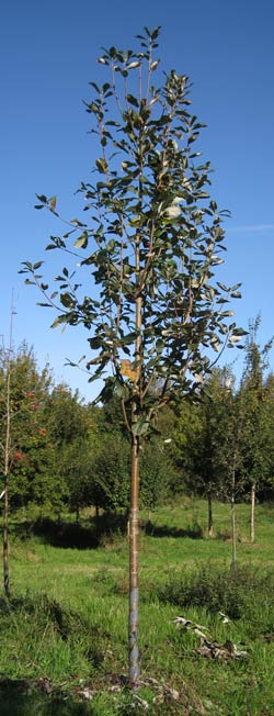 Sorbus Aria Magnifica. 2011