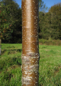 Sorbus Aria Magnifica. Bark. 2011