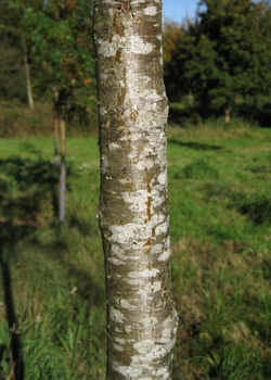 Sorbus Aucuparia. Bark. 2011