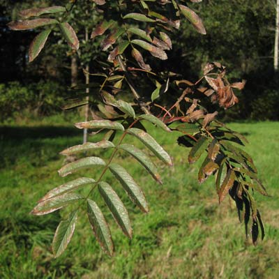 Sorbus Aucuparia. Blade. 2011