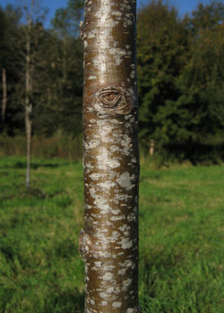 Sorbus Aucuparia Sheerwater Seedling. Bark. 2011