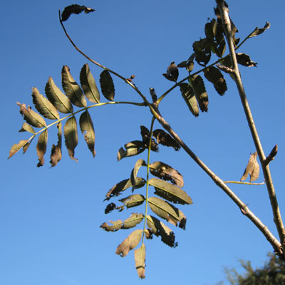Sorbus Aucuparia Sheerwater Seedling. Blade. 2011