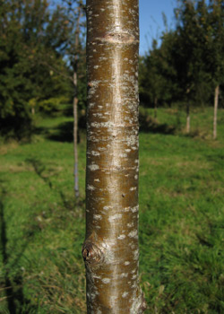 Sorbus Aucuparia Xanthocarpa. Bark. 2011