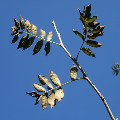 Sorbus Aucuparia Xanthocarpa. Blade. 2011