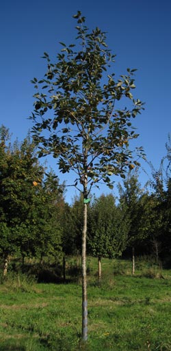 Sorbus Latifolia Atro. 2011