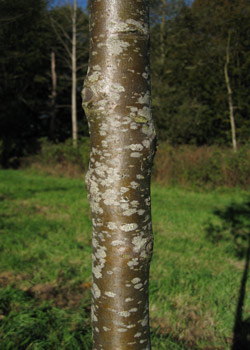 Sorbus Latifolia Atro. Bark. 2011