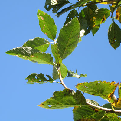 Sorbus Latifolia Atro. Blade. 2011