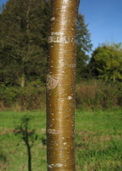 Sorbus X Thuringiaca Fastigiata. Bark. 2011