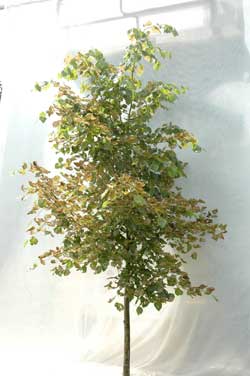 Tilia euchlora. Ubeskåret. Foto 2005