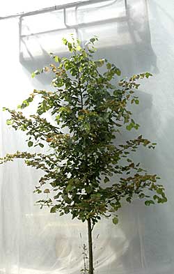 Tilia euchlora Frigg. Ubeskåret. Foto 2005