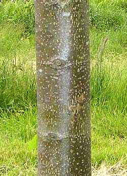Tilia europaea Pallida. Bark. Foto 2005