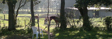 heste i fold på landet med lille hus i baggrunden og stil i forgrunden