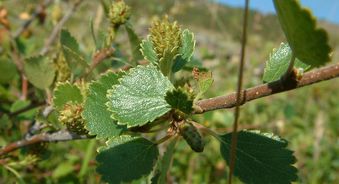 Picture show a branch of a triploid birch from Bifröst