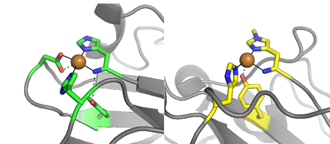 The copper binding sites of the fungual protein X325 to the left and the cellulose cleaving LPMO TaAA9 to the right