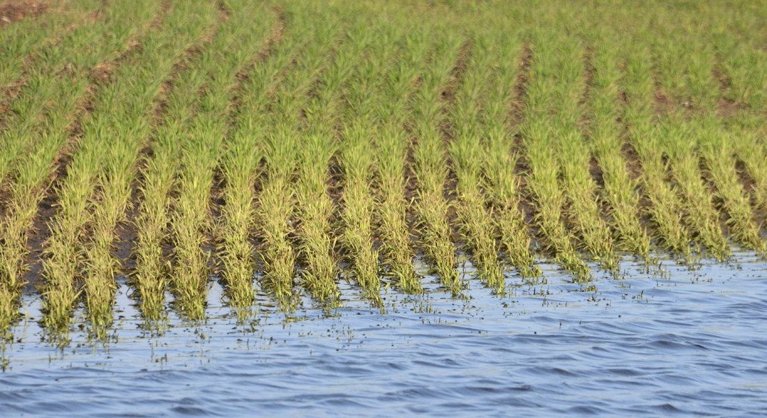 Flooded fields are problematic in agricultural operations.
