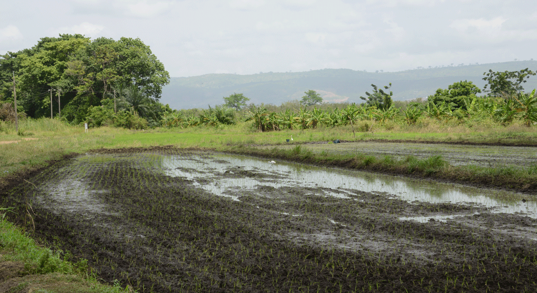 Wetland with rice cultivation in Ghana.
