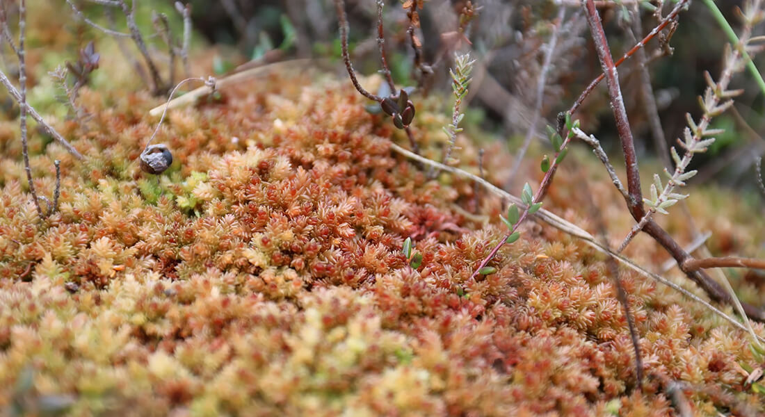 Red peat moss (Sphagnum medium)