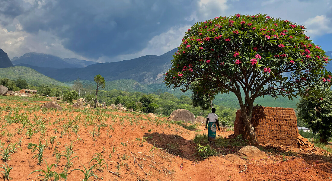 Trees are key to better nutrition and climate in Malawi