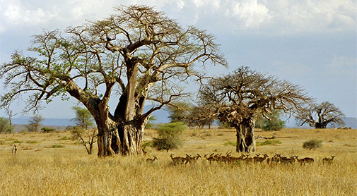 The savanna in Tanzania. Photo: Jens Friis Lund