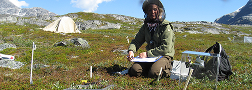 Samples of the volatiles are collected by placing a transparent chamber on top of a little area of tundra. Credit: Josephine Nymand