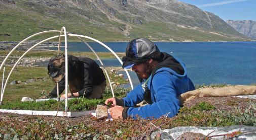 Researchers measuring on the tiny tundra plants. Credit: Magnus Kramshøj