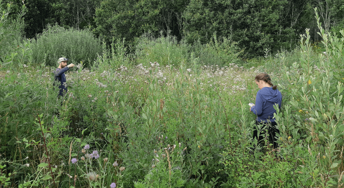 Forest and Nature Management