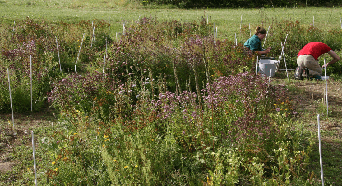 Forest and Nature Management
