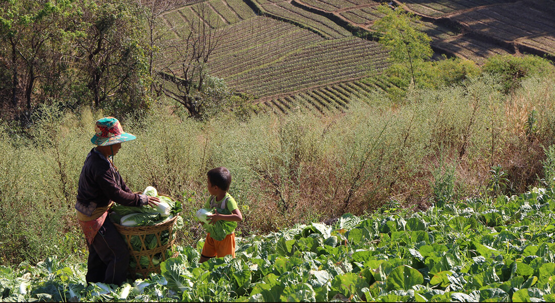 Harvesting cabbage from an upland field