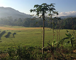 Landscape in Werang Village, West Flores.
