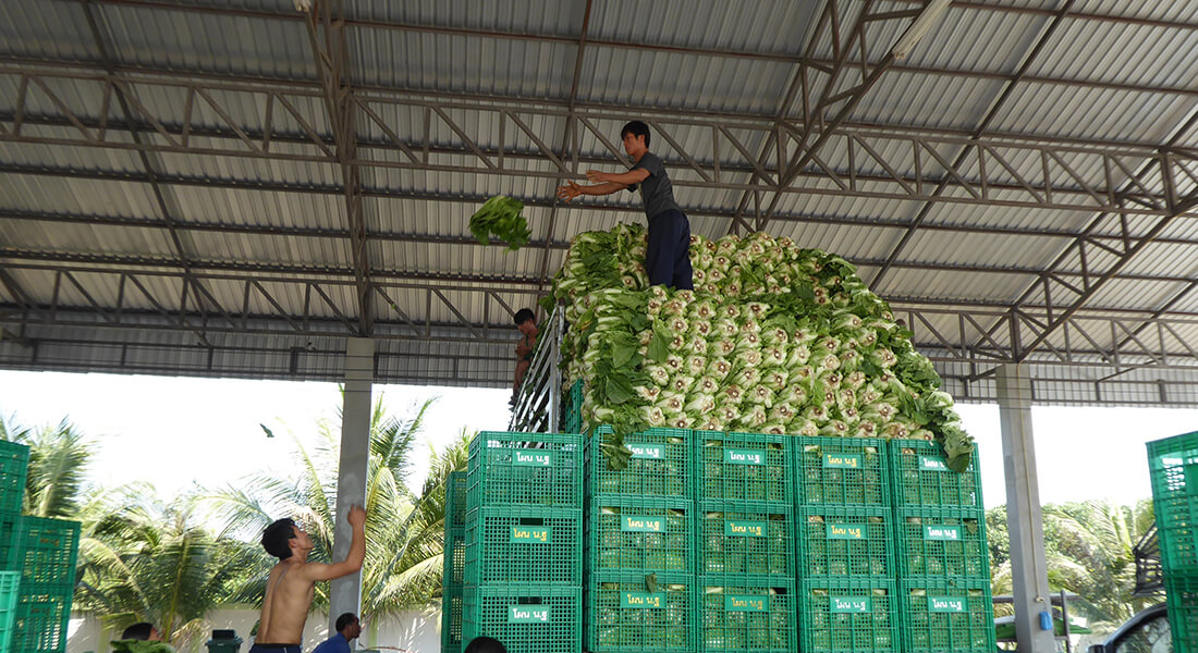 A big truck is being loaded with cabbage that is going to Bangkok