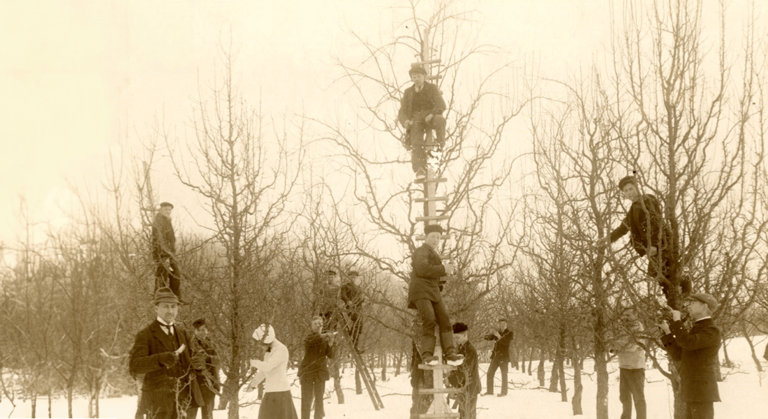 Pruning-of-fruit-trees