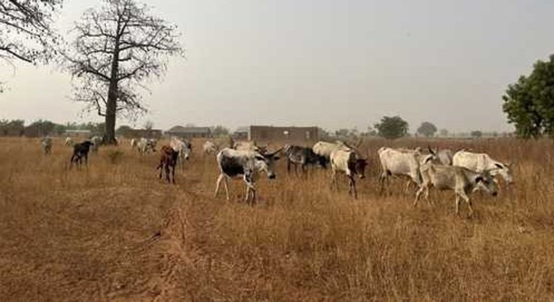 Cattle in the outskirts of Kumbungu