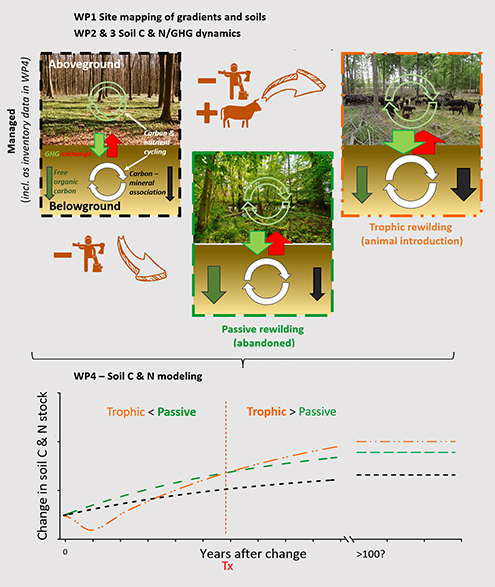 Conceptual diagram for the WildSoil project