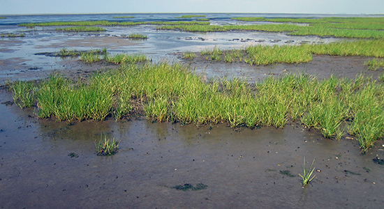 Vadegræs (Spartina) (foto Mikkel Fruergaard)