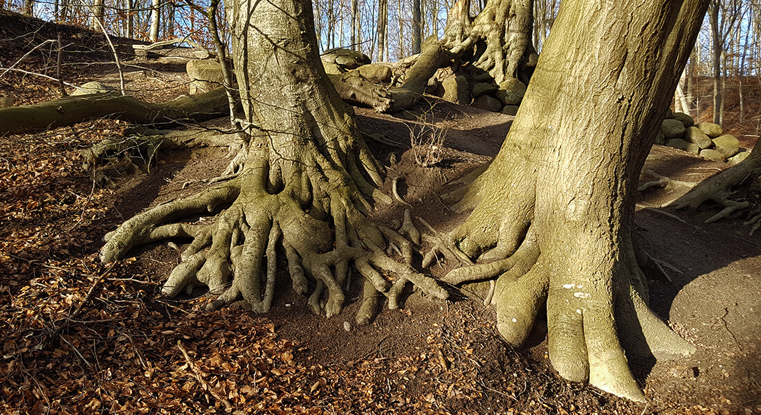 skov-natur-biomasse