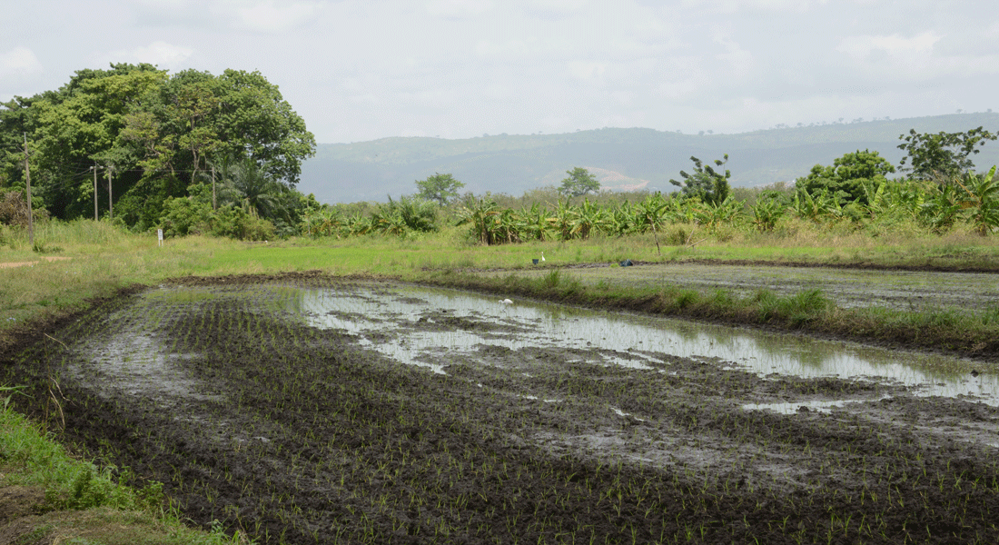 Wetlands can reduce greenhouse gas emissions into the atmosphere