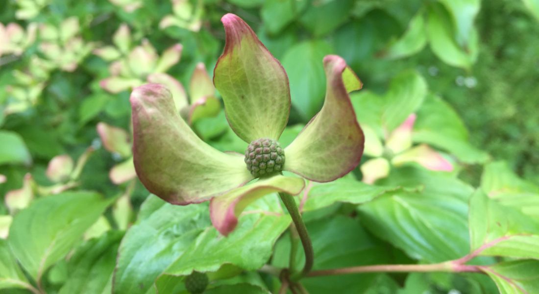 Nærbillede af grøn blomst