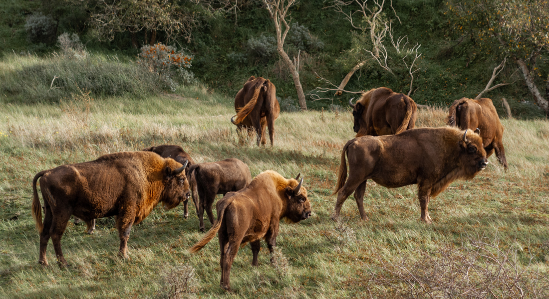 Europæisk bison i Kraansvlak, Holland. 
