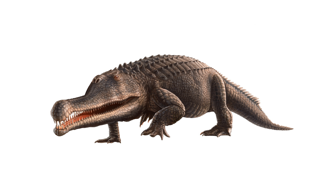 Forskere fra Danmark, Portugal og Tyskland har opdaget en ny art af phytosaur – et bizart krokodillelignende krybdyr fra det sene Trias. 