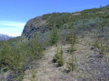 A section of the Greenland Arboretum in Narsarsuaq with Lutz spruce (Picea x lutzii) and Siberian larch (Larix sibirica) planted respectively in 1988 and 1986.