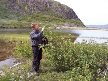 Alder (Alnus fruticosa) planted 1997. The Greenlandic Arboretum.