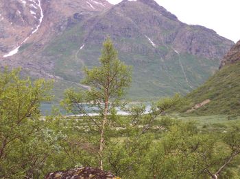 Forest of Mountain Birch in the Qinngua valley, Nanortalik District.