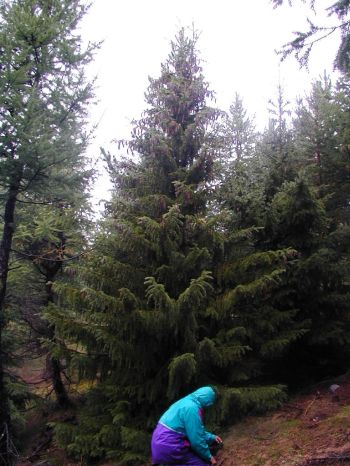 Norway spruce (Picea abies) from north Norway, Qanasiassat plantation, planted in 1953.