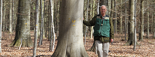 Experiment DØ, Oreby, Storskov with 107-year-old Turkish beech and H. C. Kromann (Photo BJ)