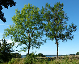 To vejtræer i Nordsjælland i 2016.