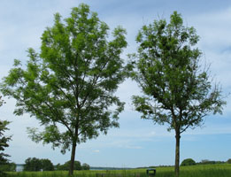 To vejtræer i Nordsjælland i 2008.