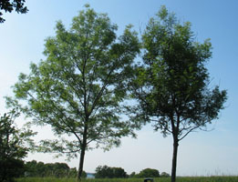 To vejtræer i Nordsjælland i 2010.