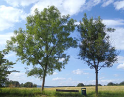 To vejtræer i Nordsjælland i 2011.