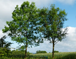 To vejtræer i Nordsjælland i 2012.