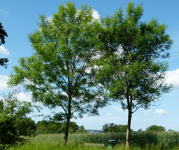 To vejtræer i Nordsjælland i 2013.